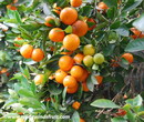 پرتقال زینتی